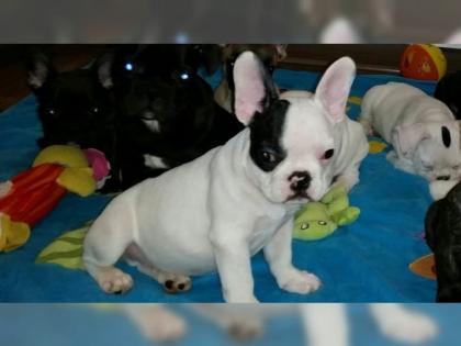 Französische Bulldoggenwelpen