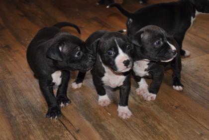 Top XXL American Bully Hündinnen und Rüden
