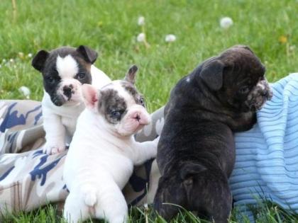 4 erstklassige Französische Bulldog Welpen