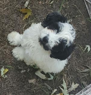 Tibet Terrier Welpen dürfen nun ausziehen