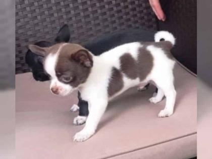 SUPER Chihuahua Welpen in Kurzhaar VDH/FCI. Klasse statt Masse