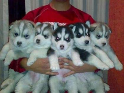 Reinrassige FCI Siberian husky welpen