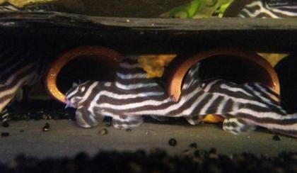 L046 Hypancistrus Zebra