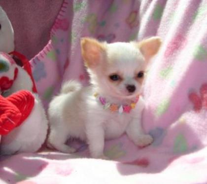 SUPER Chihuahua Welpen in Kurzhaar VDH/FCI. Klasse statt Masse