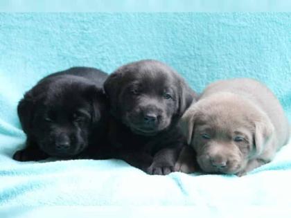 Zucker süße Labradorwelpen
