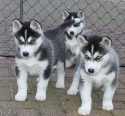 Siberian Husky Welpen mit blauen Augen