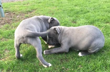 American pitbull welpen 13 wochen alt