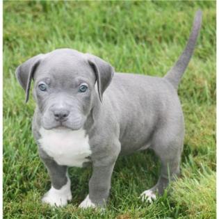 TOP American- Pitbull- Blue- Line- Welpen.