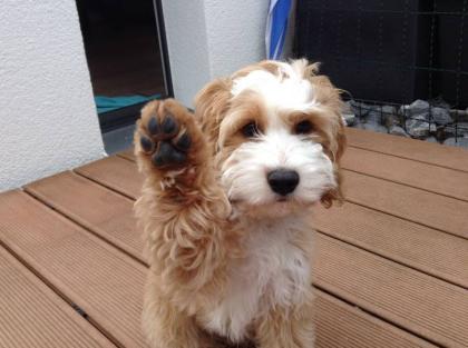 Wir erwarten bunte nicht haarende COCKERDOODLE