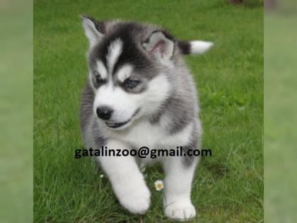 Schöne Traumhaft schöne Husky - Welpen