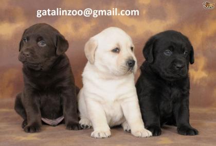 Wunderschönen Labrador Welpen abzugeben. Whatsapp 971588303943