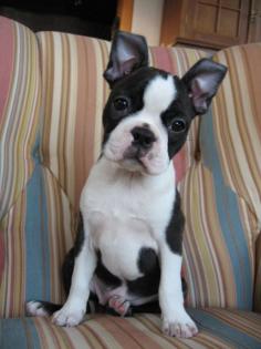 Boston Terrier Rüde zum Verkauf mit FCI-Ahnentafel
