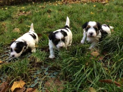 Biewer-Yorkshire-Terrier aus gepflegter liebevoller Zucht
