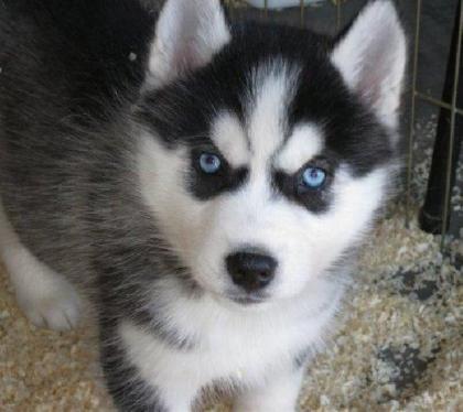 Süße Siberian Husky für große Häuser
