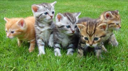 19. 11. 2022 Online-Basisseminar Tierkommunikation