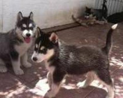 Siberian Husky Welpen mit VDH/ FCI Papieren