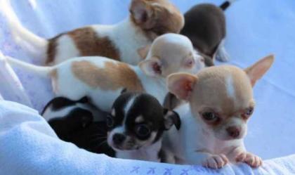 Chihuahua Welpen Geimpft Registriert.