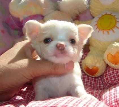 Chihuahua Welpen Geimpft Registriert. .