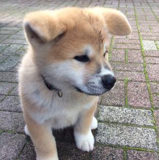 Akita Inu Welpen mit VDH/FCI Papieren