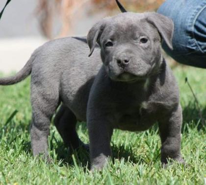 Original Reinrassiger Pitbull blue line Welpe