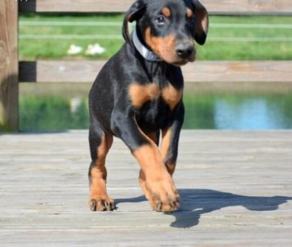 Liebe Dobermann Welpen reinrassig aus liebevoller Aufzucht mit Papiere