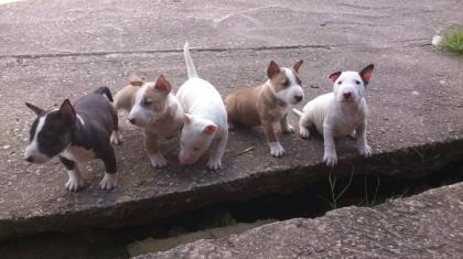 Miniatur Bullterrier Hündinnen und Rüden mit VDH Ahnentafel