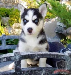 Reinrassige Siberian Husky Welpen