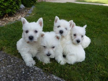 Typvolle West Highland White Terrier Westie Westi Westhighlandterrier