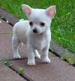 Kurzhaar V1 Chihuahua Deckrüde m. Papieren VDH