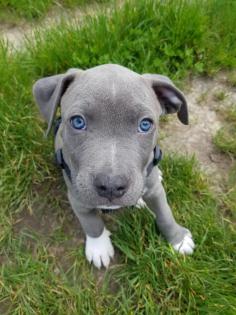 Super süße Pittbullwelpen in gute Hände abzugeben