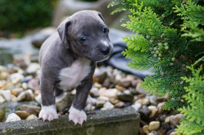 Wunderschöner Pitbull