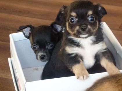 Typvolle reinrassige Chihuahua Welpen suchen einen Kuschelplatz auf Lebenszeit