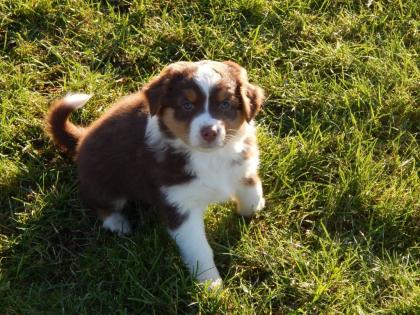 Bildhübsche typvolle Australian Shepherd Welpen ASCA