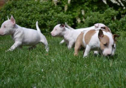 Wunderschöne Miniatur Bullterrier Welpen PLL frei