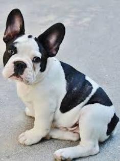 Französische-Bulldoggen-Welpen Friedrichshafen .
