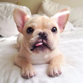 Bildschöne französische bulldogge welpen