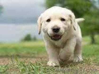 Bildschöne Labrador Welpen mit Papieren.