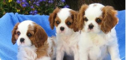 Bildschöne Cavalier King Charles Spaniel Welpen