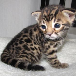 Reinrassige Bengal Katzen Kitten mit Stammbaum- kjkh