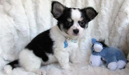 Süße MINI chihuahua welpen mit Papieren