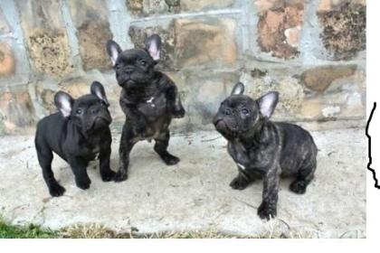 Schön Französisches Bulldoggen zu verkaufen mit EU Pass -
