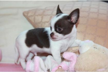 Chihuahua kurzhaariger Welpen - Rüde whatsapp 4915145672158