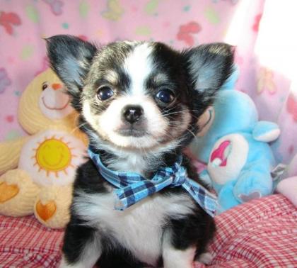 Lebenslustige Chihuahua Welpen suchen ein tolles Zuhause.