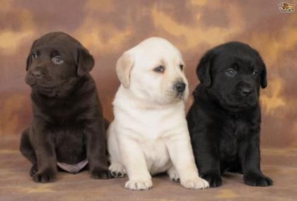 Typvolle Labradorwelpen in schneeweiß