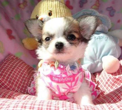 Typvolle Chihuahua Welpen mit Ahnentafel.