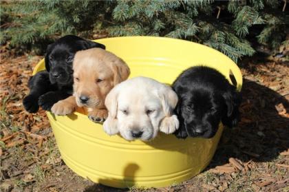 Zuckersüße Labradorwelpen