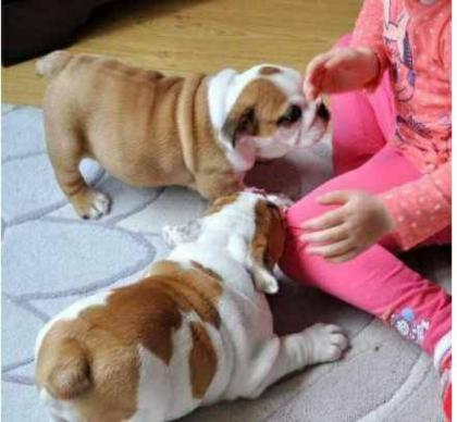 Englisch Bulldogge Welpen mit Stammbaum