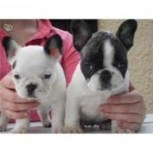 . Französische Bulldogge Welpen