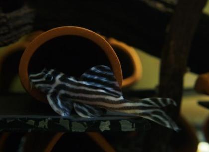 Schöne L046 Hypancistrus Zebra