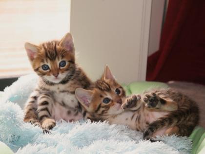 Super süße Bengal katzen Bengal Kitten Bengalkitten